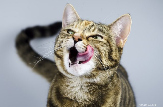 How Making Your Cat Work for Food Boosts Health and Bonding
