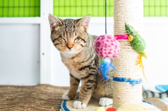Three Compelling Reasons to Adopt a Special Needs Cat