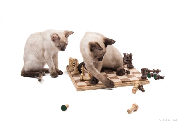 Why Cats Knock Things Over: Scientific Insights Into a Common Behavior