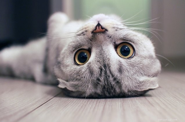 Why Cats Guard Their Bellies—and How to Respect Their Boundaries