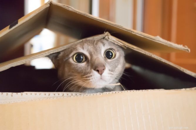 10 Surprising Feline Facts You Didn t Know