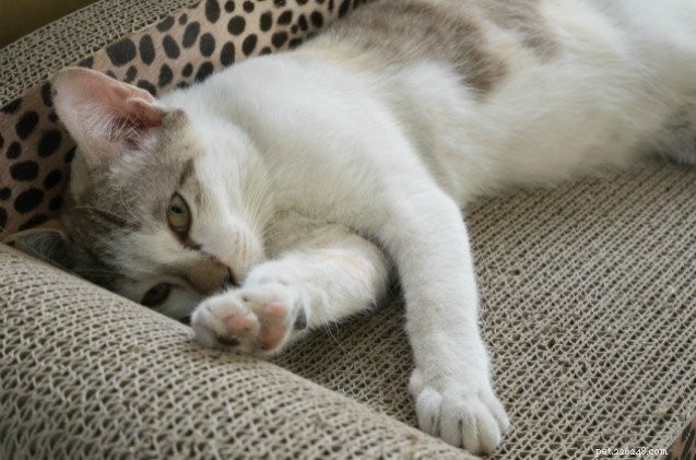 FDA Approves Mirataz: New Transdermal Ointment for Treating Unintentional Weight Loss in Cats