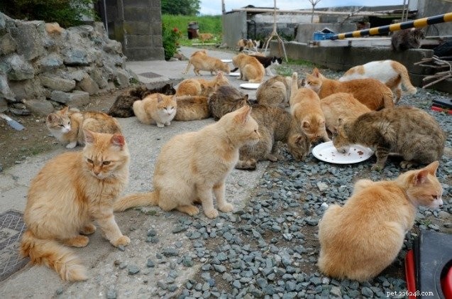 Japan Considers Spaying and Neutering Cats on Overpopulated Island