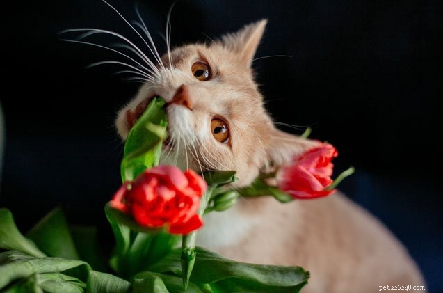 Understanding Feline Pica: Causes, Risks, and Effective Treatments