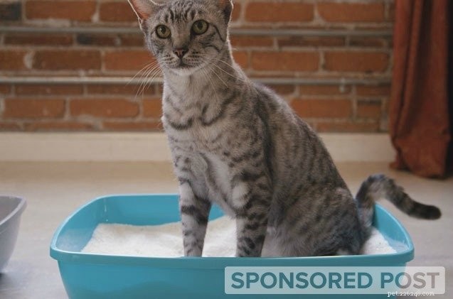 Solving Your Cat’s Litter Box Troubles: 7 Proven Solutions