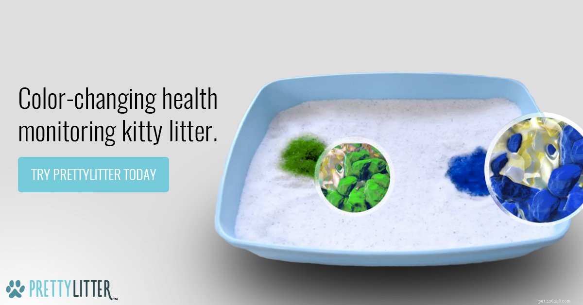 Solving Your Cat’s Litter Box Troubles: 7 Proven Solutions