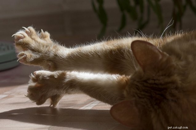 New Jersey Moves to Ban Cat Declawing in Pursuit of Animal Welfare