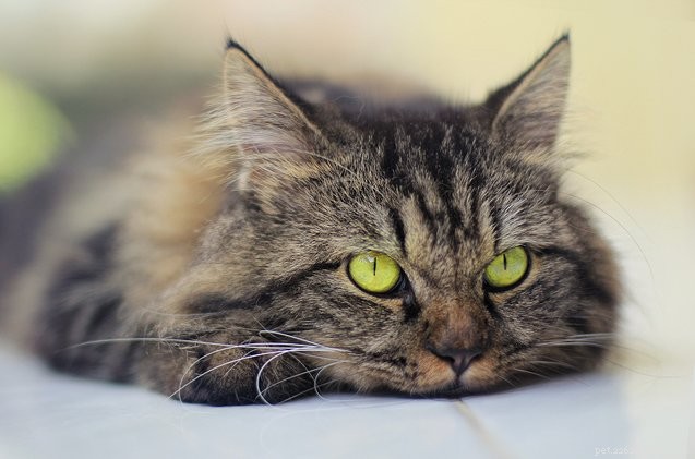 Understanding Feline Calicivirus: Symptoms, Causes, and Care