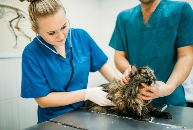 New Hepatitis B‑Related Virus Found in Cats: Implications for Companion Animal Health