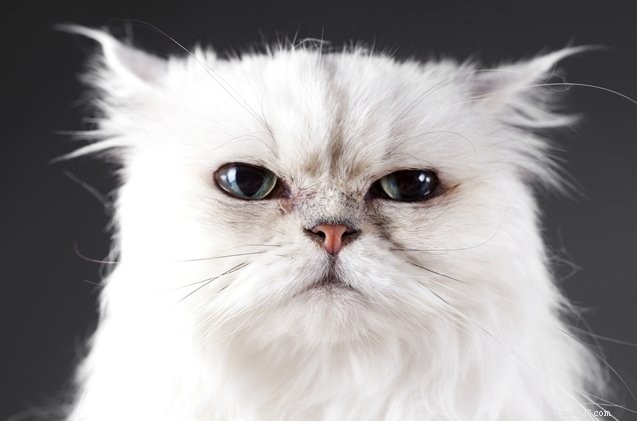 4 Revealing Facts About the Allure of White Cats