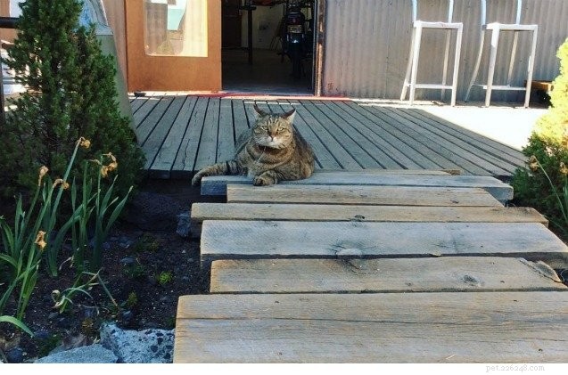 Bend Cat Seeks Mayor, Promises Car-Free Community