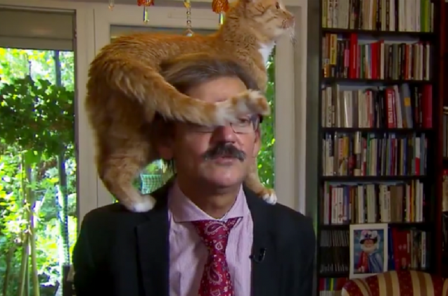 Ginger Cat Surprises TV Host by Jumping onto His Shoulder During Live Interview