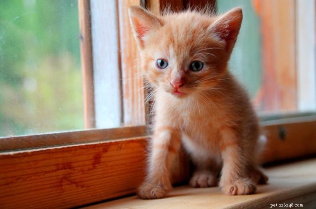 Professional Guidance for First‑Time Cat Fosterers