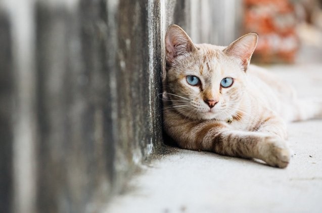 Expert Guide to TNR, Fostering, and Adoption: Nikki Martinez’s Proven Strategies