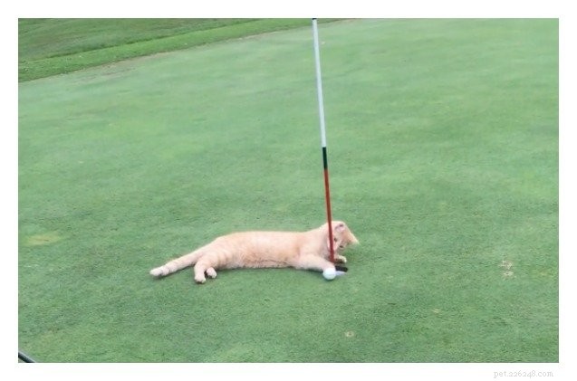 Charlie the Cat: Boosting Golfers’ Scores at Bemus Point