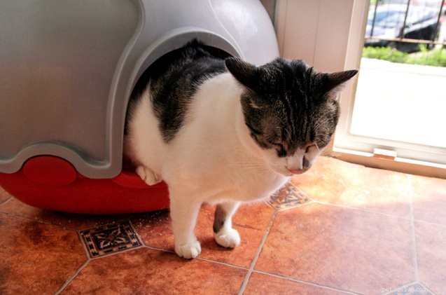 3 Innovative Litter Boxes Every Modern Cat Owner Should Consider