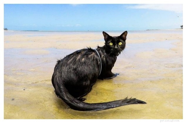 Australian Rescue Cat Nathan Becomes Viral Beach Swimming Star