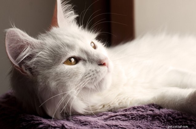 Understanding Feline Infectious Peritonitis (FIP): Causes, Symptoms, and Prevention