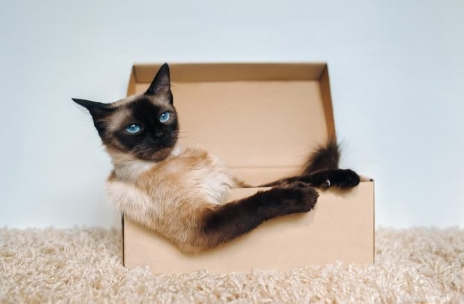 Unraveling the Mystery: Why Cats Prefer Sitting in Squares