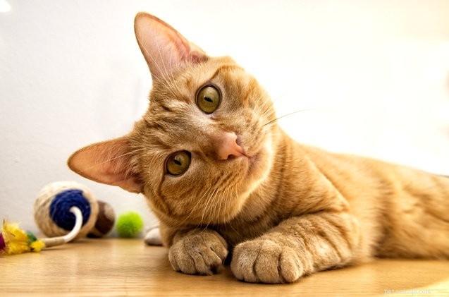 Vet Expert Reveals How Baby Talk Boosts Your Cat’s Attention