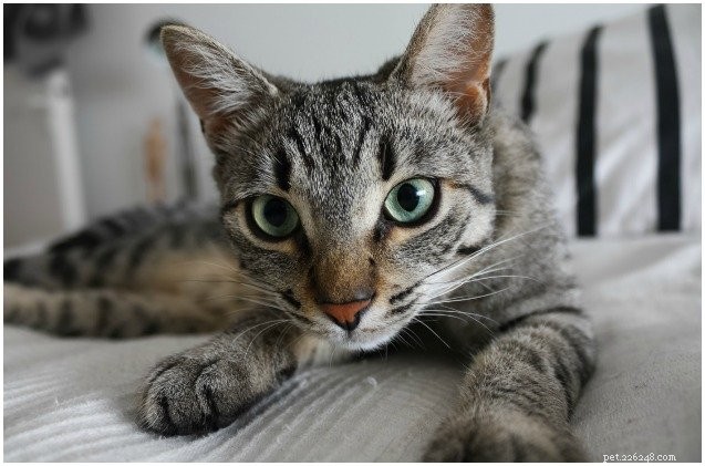 Cat Leads Police to Hidden Drug Cache in England