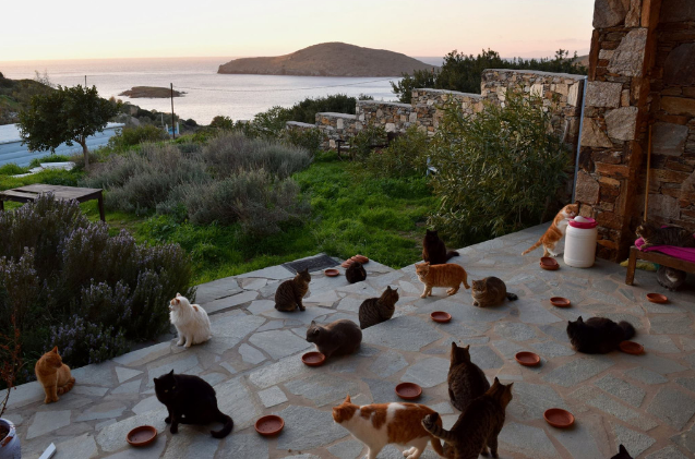 Paid Cat Caregiver Position on a Greek Island – Feline Sanctuary’s Viral Job Opportunity