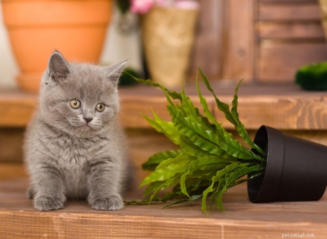 The Science Behind Cats  Curiosity: Why They Knock Things Over