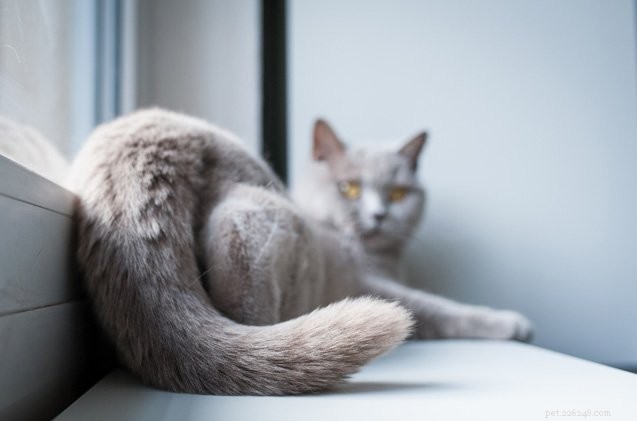Understanding Cat Tail Injuries: Symptoms, Causes, and Care