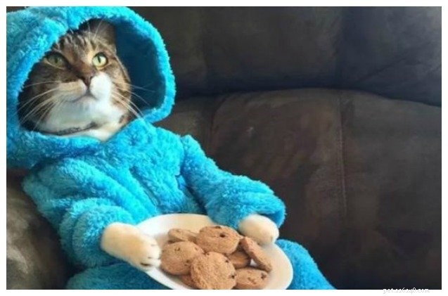 U.S. Embassy in Australia Issues Apology After Misrouted Email Featuring Cat in Cookie Monster Pajamas