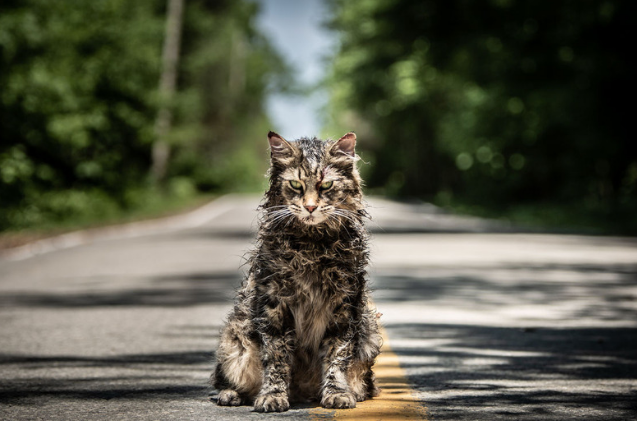 Five Cats Conquer the Role of Church in the Upcoming  Pet Sematary  Film