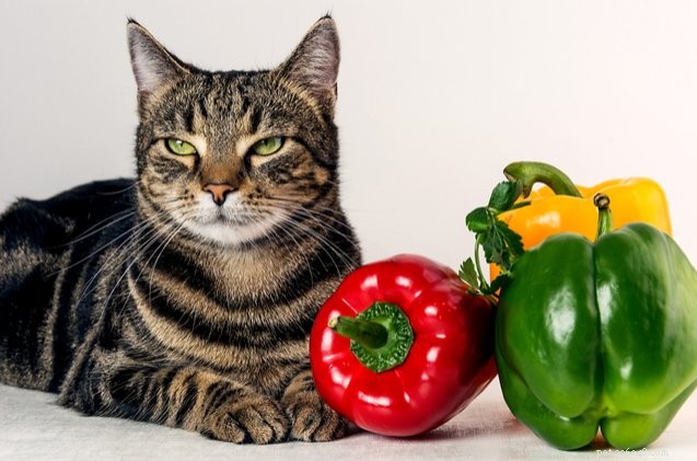 RSPCA Warns: Vegan Diets for Cats Could Trigger Fines or Jail Time