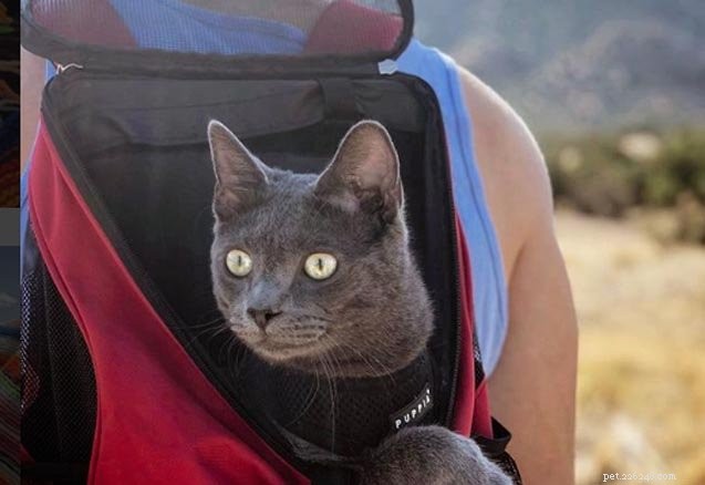 Explore Adventure Cats: Tips & Inspiration with Walter the Travel-Loving Kitty