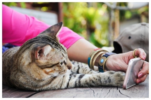 Snapchat Launches Cat-Themed Selfie Lenses for Pet Lovers