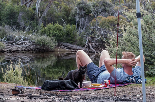 Meet Willow: The Aussie Cat Thriving in Van Life Adventures
