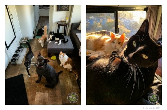 Vegan Voyagers: Road‑Tripping with 5 Cats & Living Their Dream