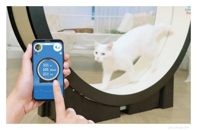 Revolutionary Cat Treadmill Turns Your Feline Into a Personal Trainer – See It in Action
