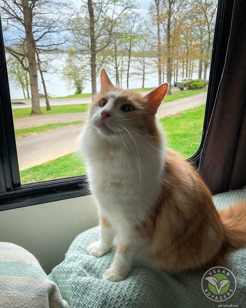Vegan Voyagers: Road‑Tripping with 5 Cats & Living Their Dream