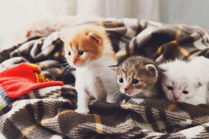 Create a Welcoming Home: Expert Tips for Fostering Kittens