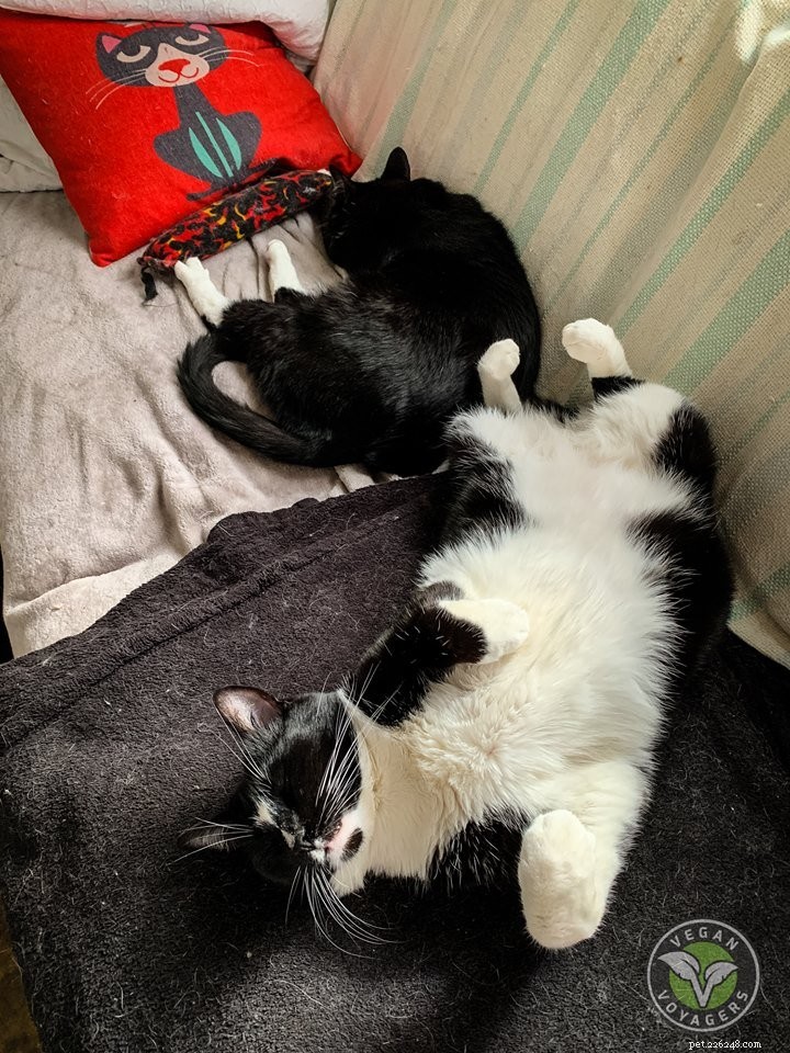 Vegan Voyagers: Road‑Tripping with 5 Cats & Living Their Dream