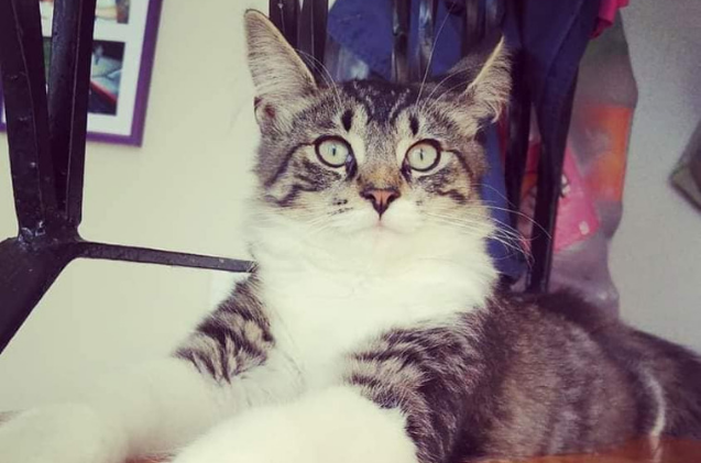 Heartwarming: Cat Safely Returns Home After 1,200‑km Shipping Mix‑Up