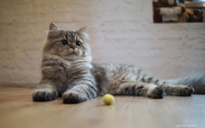 Master Clicker Training for Your Cat: Positive, Fun, and Easy Tricks