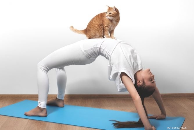 Me-Om: Yoga with Adoptable Cats for Relaxation & Wellness