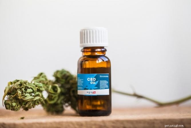 CBD Oil for Cats: A Natural, Holistic Health Solution