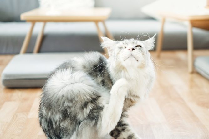 Choosing Safe Flea Treatments for Cats: Avoid These Harmful Ingredients