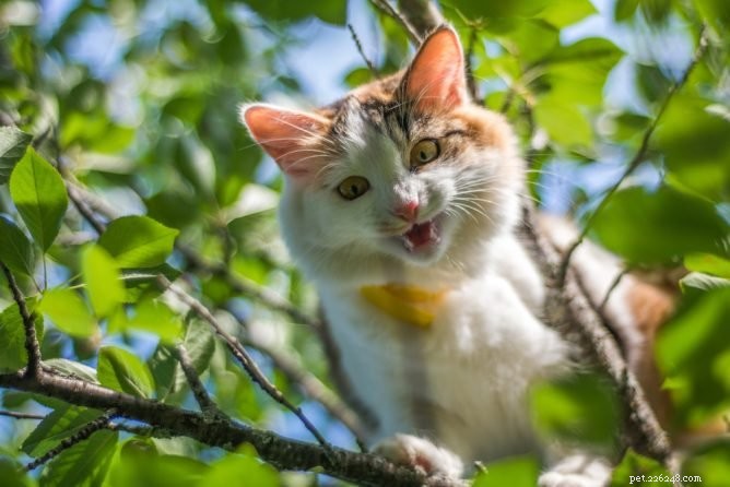 Verizon Suspends Employee After Cat Rescue: Public Outcry and Fundraising
