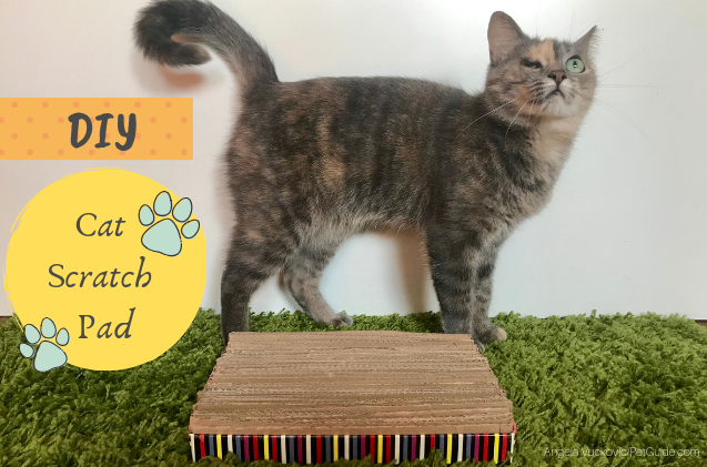 Build a Zero-Cost Cat Scratch Pad from Recycled Materials