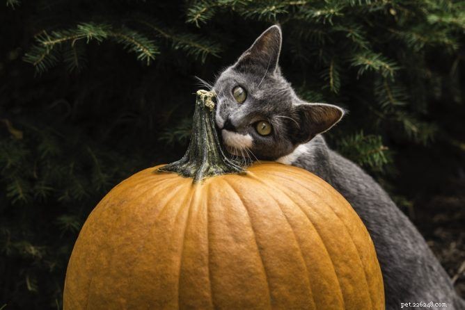 Pumpkin for Cats: Safe Uses, Health Benefits, and Feeding Tips