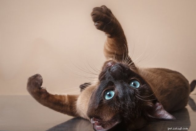 Top 10 Most Affectionate Cat Breeds for Cuddles