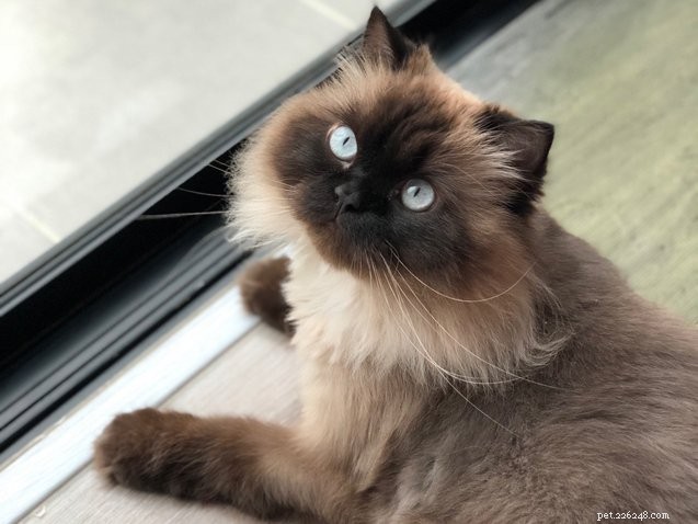Top 10 Most Affectionate Cat Breeds for Cuddles