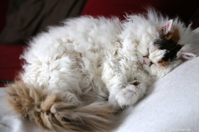 Top 10 Most Affectionate Cat Breeds for Cuddles